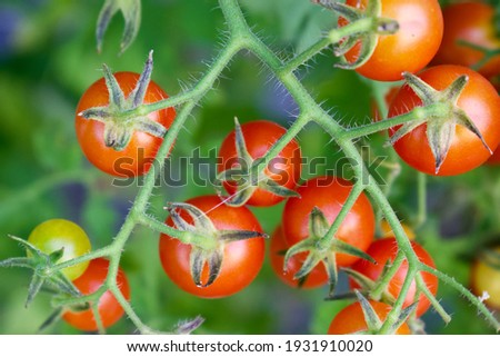 Tiny Tim Cherry Tomatoes Growing on Vine in Garden