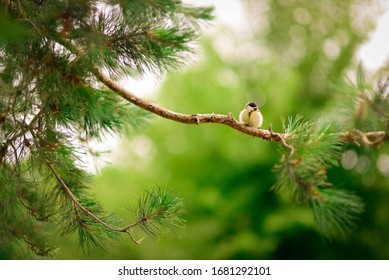 Cartera de fotos e imágenes de stock de Marzifoto | Shutterstock