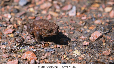 A tiny toad on red rocks