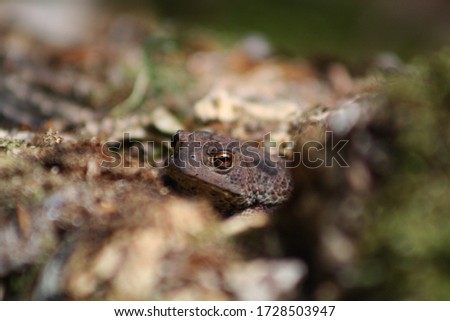 tiny toad sitting on woodlog
