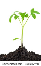 Tiny Tomato Plant Sprout Isolated On White Background