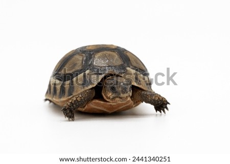 Tiny Tortoise isolated on white background
