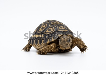 Tiny Tortoise isolated on white background
