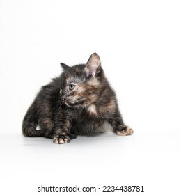 Tiny Tortoiseshell Kitten. Portrait of a small tricolor kitten on a white background.  A cute and funny kitten with green eyes.  A curious kitten. Close-up. White background.