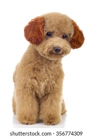 micro toy poodle