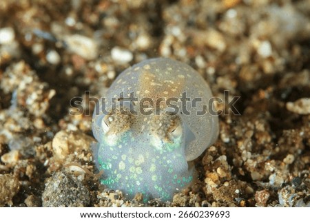 A tiny transparent cuttlefish, with fluorescent dots on its body, rests on the sandy seabed
