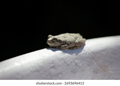A tiny tree frog on the edge of a fountain bowl