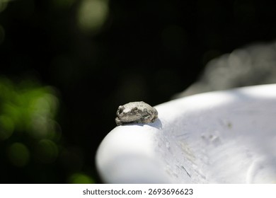 A tiny tree frog on the edge of a fountain bowl
