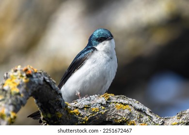 Tiny Tree Swallow (Tachycineta bicolor). Head turned in curiosity its interest piqued. Blue white passerine bird. Surrounded by wood and lichen. Blurred background. Landscape, horizontal.  Minnesota