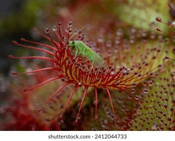 a tiny true bug (Hemiptera) trapped on the stalked glands covering the leaf of an Alice sundew plant (Drosera aliciae) which is curling around the bug