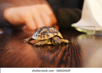 Tiny Turtle