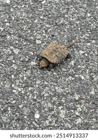 A tiny turtle crossing the road