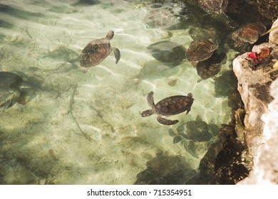 tiny turtles swimming