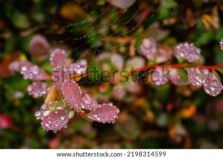 Similar – Image, Stock Photo An Iris with a difference