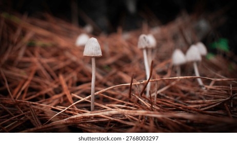 Nature’s Tiny Umbrellas of Wonder