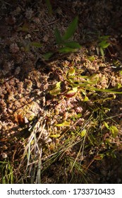 Tiny Venus Fly Traps Growing In Wilmington North Carolina Green Swamp Preserve