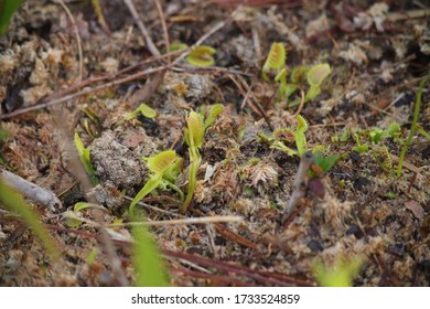 Tiny Venus Fly Traps In Wilmington North Carolina Green Swamp Preserve