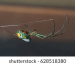  Tiny Venusta Orchard Spider Hanging from It