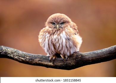 Tiny and very cute owl, Ferruginous pygmy owl sitting on a branch. Living in southern Texas, Arizona, Central America and South America.
