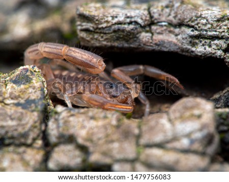 tiny, very young (2nd instar) juvenile stripe-tailed scorpion, Paravaejovis spinigerus, hiding in a bark crevise while eating a small fly, close-up side view