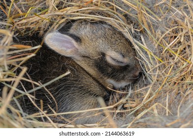 Tiny, Very Young Baby Cottontail Rabbit Snuggled Down In Its Nest.  Its Eyes Are Still Closed And It Is Still Totally Dependent On The Mother Rabbit. 