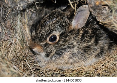 Tiny, Very Young Baby Cottontail Rabbit Still Snuggled In Its Nest And It Is Still Totally Dependent On The Mother Rabbit.  Its Eyes Have Opened And They Are A Dark Brown.  Its Ears Are Still Tiny.