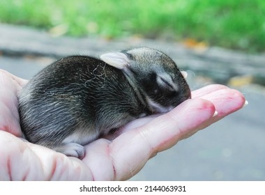 Tiny, Very Young Baby Cottontail Rabbit.  Its Eyes Are Still Closed And It Is Still Totally Dependent On The Mother Rabbit Who Has Abandoned The Nest. It Fits Quite Well In The Palm Of My Hand.