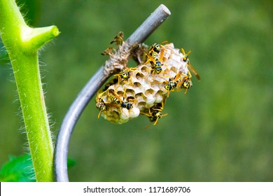 Tiny wasp nests in the garden that is unwished and has to be removed to protect the people in the garden from the wasps and probable sting attacks or allergies