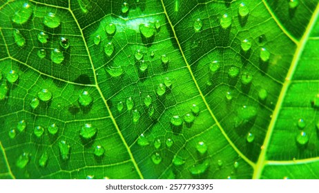 Tiny Water Beads Creating a Refreshing Look on Leaves