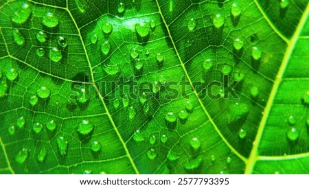 Tiny Water Beads Creating a Refreshing Look on Leaves