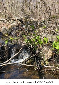 Tiny waterfall in the woods in springtime