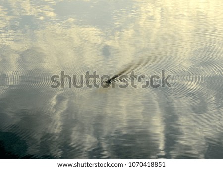 Similar – water on water with leaf padding