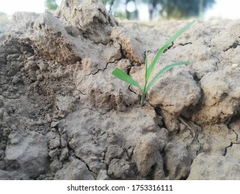 tiny weed sprout from soil