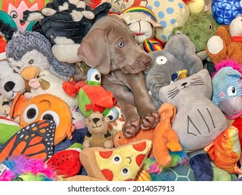 Tiny Weimaraner Sleeping In A Pile Of Dog Toys