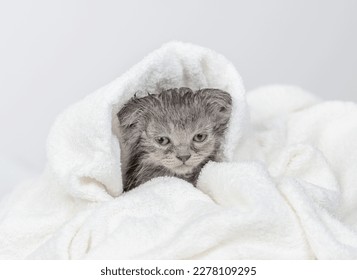 Tiny wet gray cute kitten sits wrapped in white towel with soap foam on his head after bath 