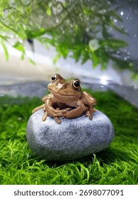 A tiny, wet tree frog resting on a smooth grey stone amidst lush green moss and foliage. Perfect nature or amphibian stock image. treefrog, cute, naturephotography, moss, stockphoto.