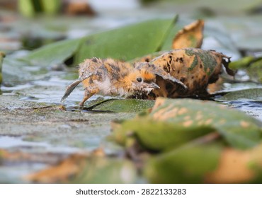 A tiny, wet whiskered tern chick scrambling over floating lily pads with its wings outstretched.