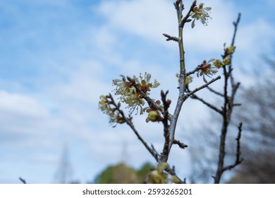 Tiny White Blossoms on a Bare Tree Branch