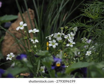 Tiny white blossoms peek through lush greenery. Soft focus adds gentle depth to the garden scene. Purple flowers frame the delicate blooms below. Foliage sways slightly, suggesting a calm breeze