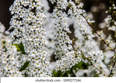 Tiny White Bridal Wreath Flower