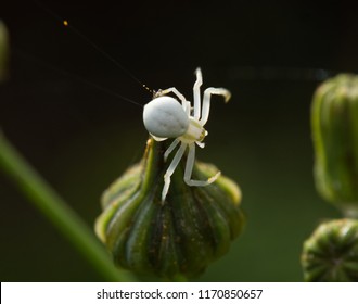 Tiny White Crab Spider On Dandelion Stock Photo 1170850657 | Shutterstock