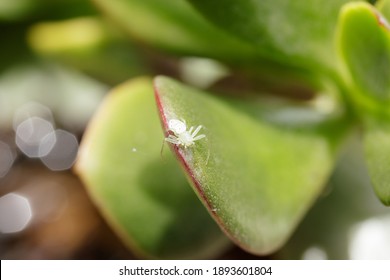 A Tiny White Crab Spider Sits On A Succulent Leaf. This Australian Spider Species Ranges From South-east QLD To At Least Sydney In NSW. Macro Lens Close-up With Bokeh Background.