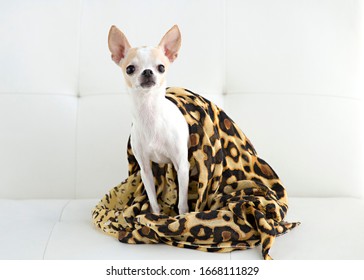 Tiny White Dog Wrapped In Glamour Animal Print Scart On White Sofa Like A Movie Star