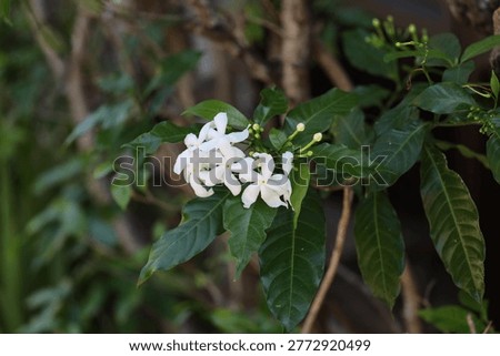 tiny white five petal flowers against dark green leaves in shade (macro, close-up, tropical)