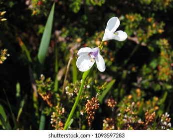 tiny white flower 