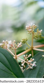 Tiny white flower buds cluster along a branch