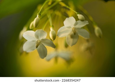 Tiny white flower with copy space. Macro, soft and selective focus on stamen. Andaman satinwood, Chinese box tree, Cosmetic boxwood, Mock Orange, Orange Jessamine.