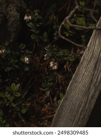 Tiny white flowers in the forest