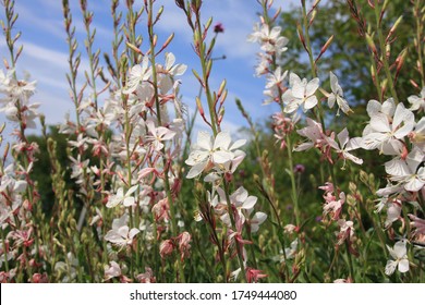 Tiny white flowers of gaura lindheimeri or whirling butterflies in the morning sun towards blue sky macro, dreamy inflorescence  in a romantic country cottage garden,  in early summer  - Shutterstock ID 1749444080