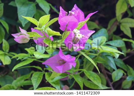 Tiny white flowers surrounded by purple bracts of a bougainville